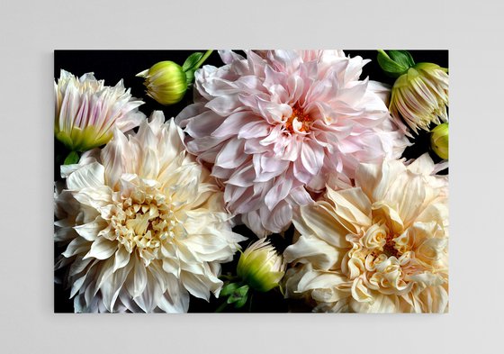 Dahlias - Strawberries & Cream