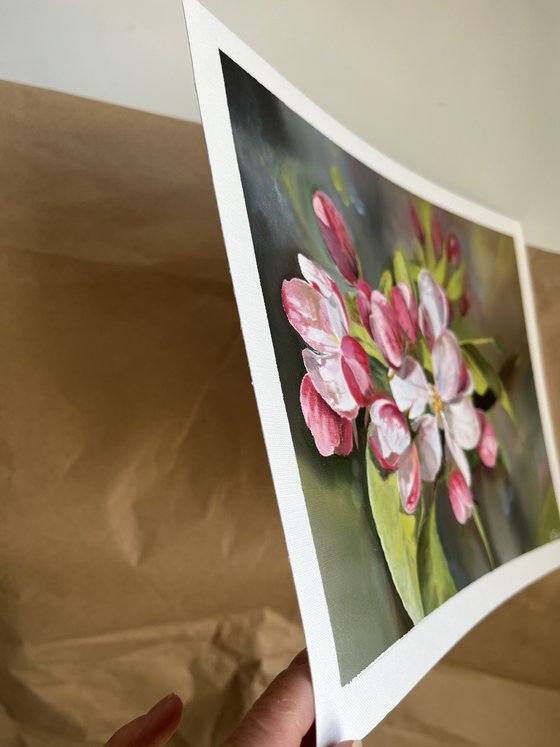 Apple blossoms 3