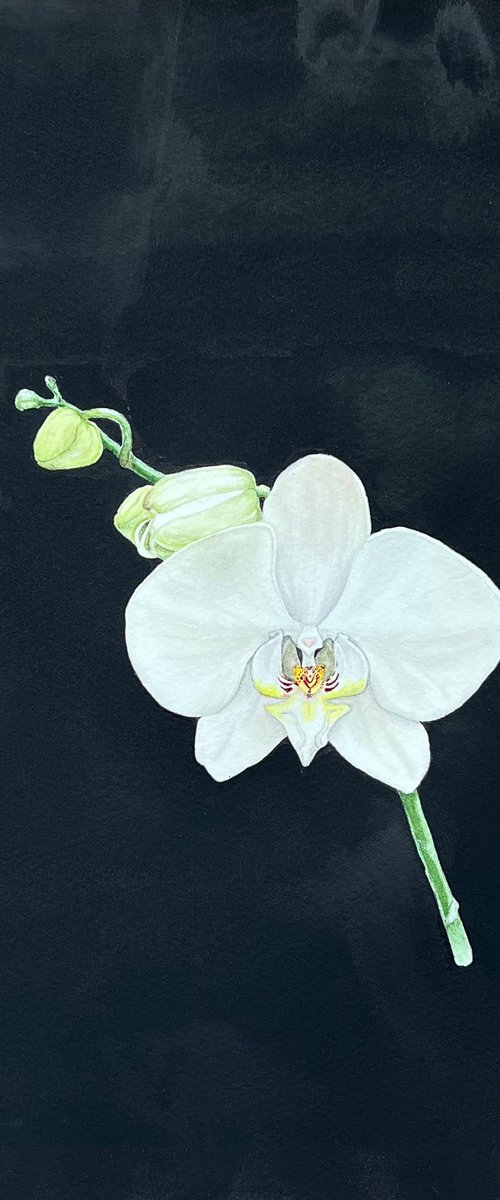 Wonderful orchid by Tetiana Kovalova