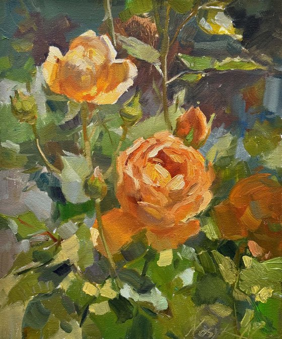 Apricot Roses