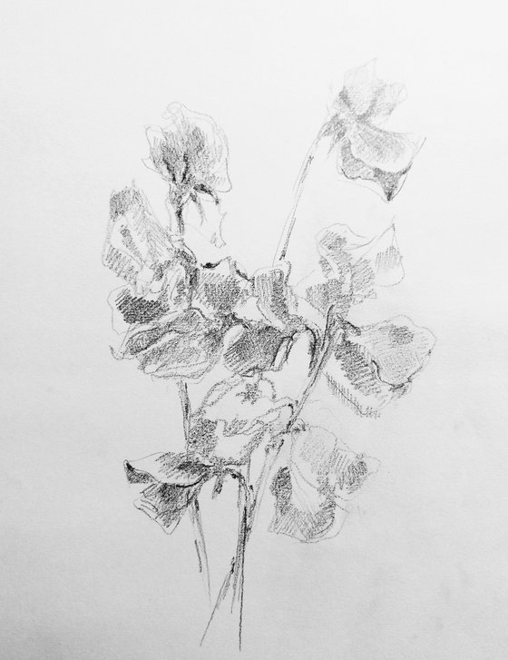 Sweet pea #1 - Still life. Original pencil drawing