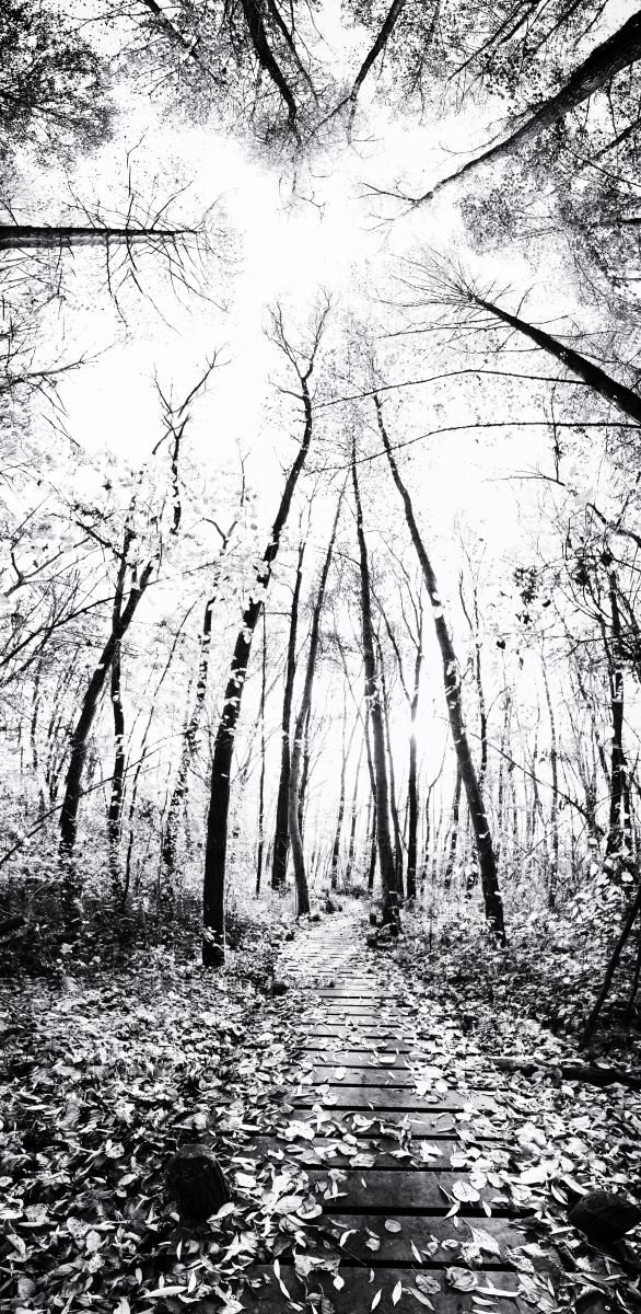 Photorealistic Landscape Photograph By Christian Schwarz, 12 X 24, Guided By Trees, Original Artwork