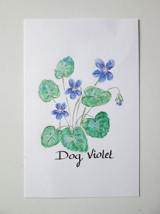 Dogviolet Flowers