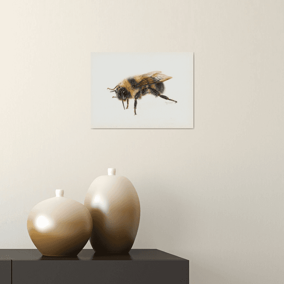 Bumblebee/Insect Series