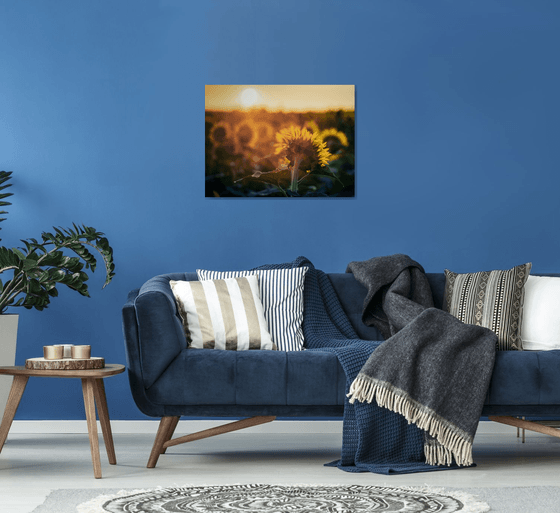 Golden Silence IV – Fading Glow