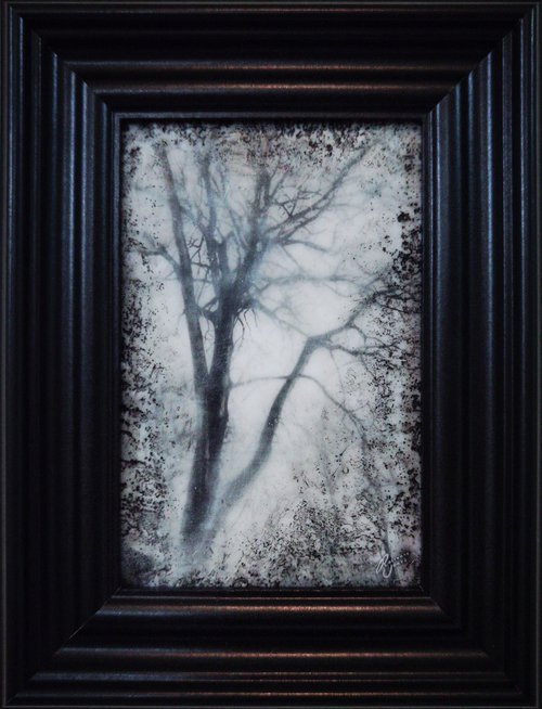 Framed Winter Tree by Roseanne Jones