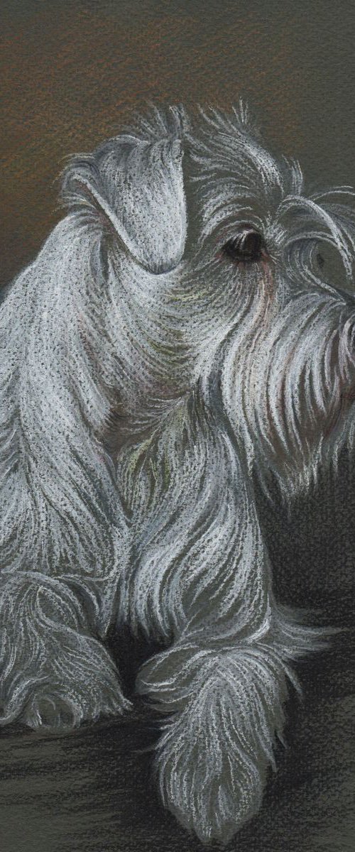 Pastel portrait of zwergschnauzer. 21x30 cm by Olga Tsvetkova