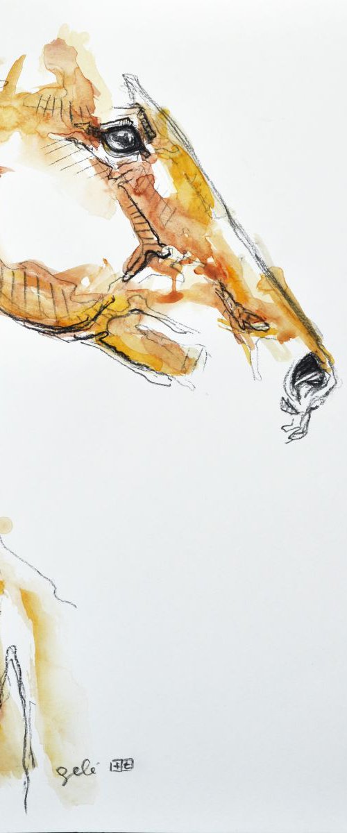 Equine Nude 60t by Benedicte Gele