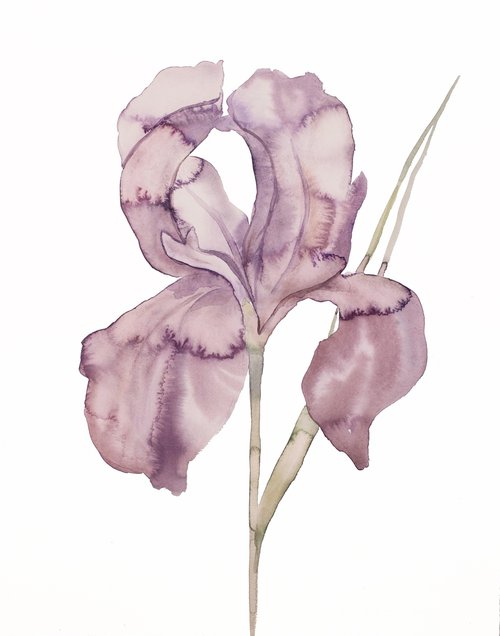 Iris No. 172 by Elizabeth Becker