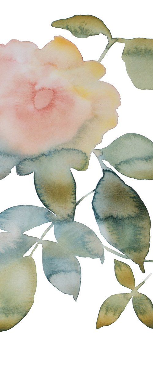 Rose Study No. 80 by Elizabeth Becker
