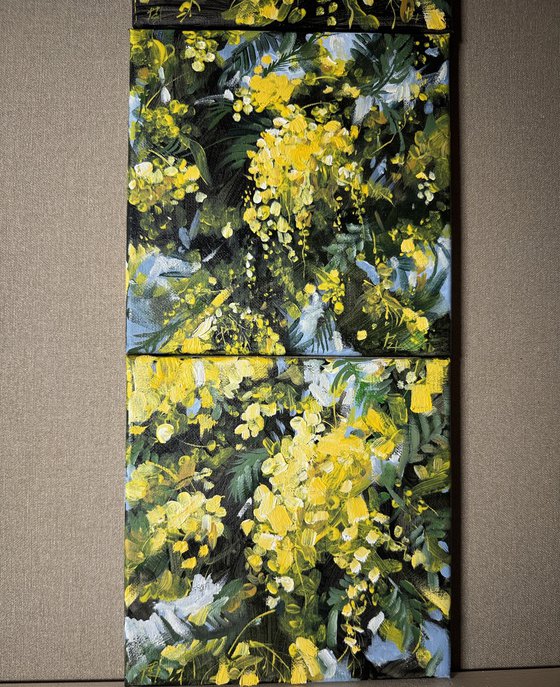 Mimosa triptych