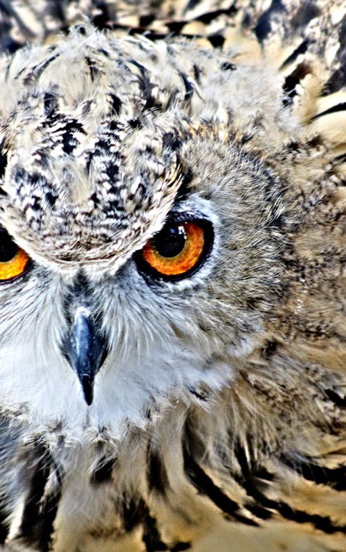 Owl Face by Marc Ehrenbold