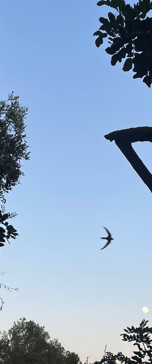 Swallow & Moon by Frankie Malone