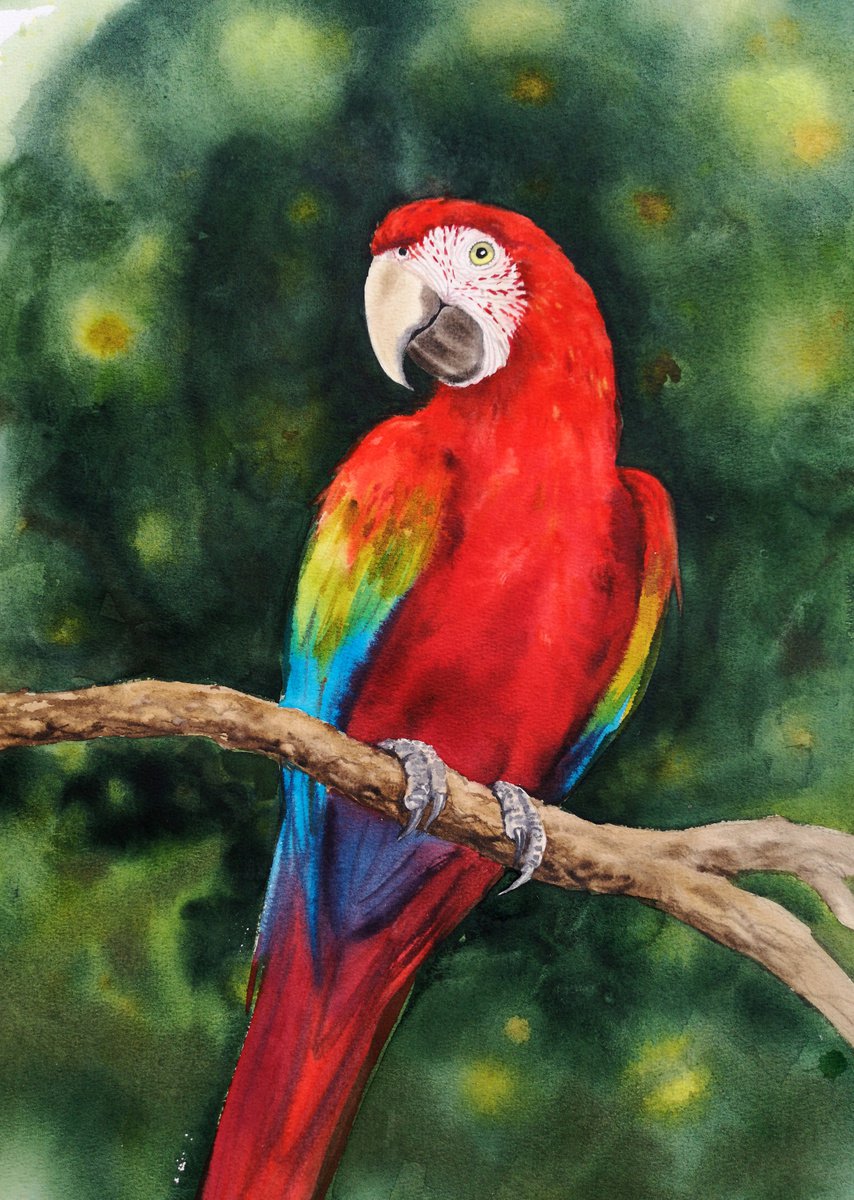 Scarlet macaw - Ara macao - Red Parrot - Red Bird by Olga Beliaeva Watercolour