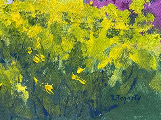 Bougainvillea In Carmel Courtyard