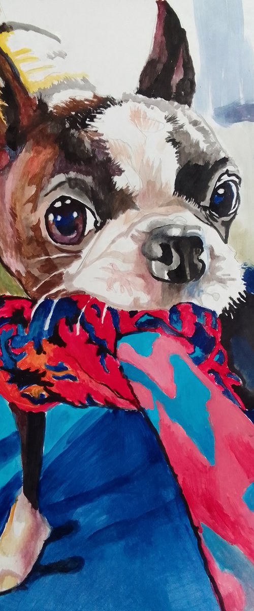 Boston terrier by Soso Kumsiashvili