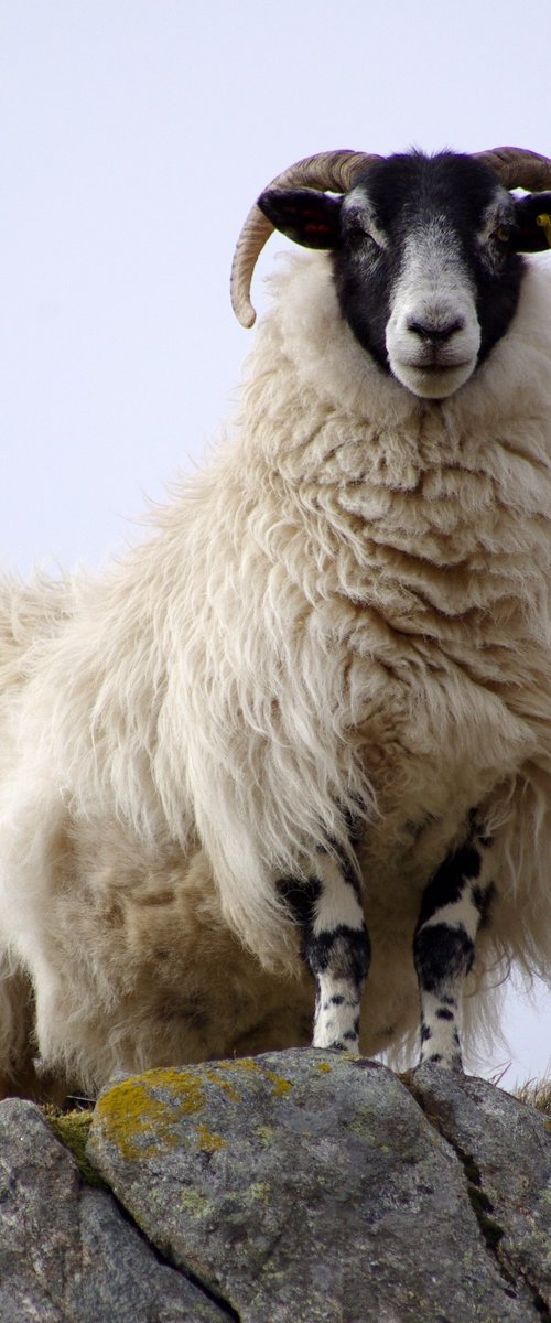 Scottish Blackface Sheep by oconnart