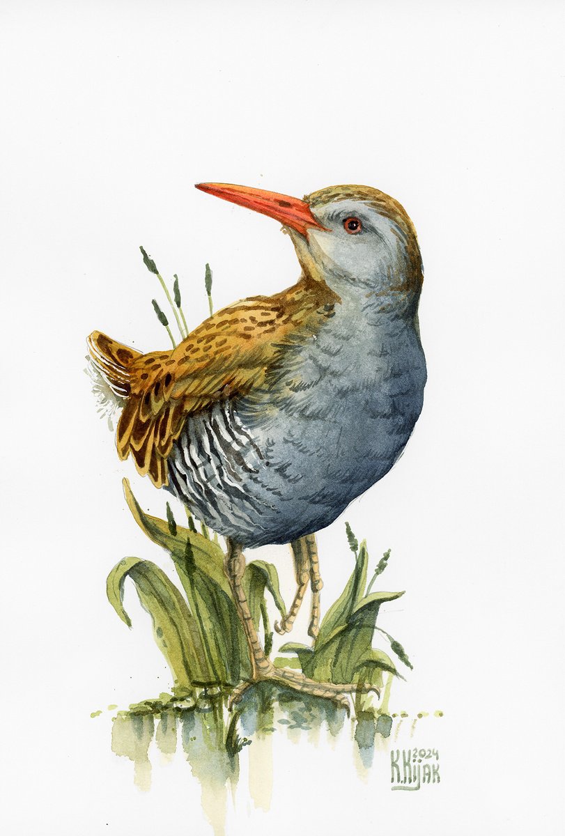 Water rail by Karolina Kijak