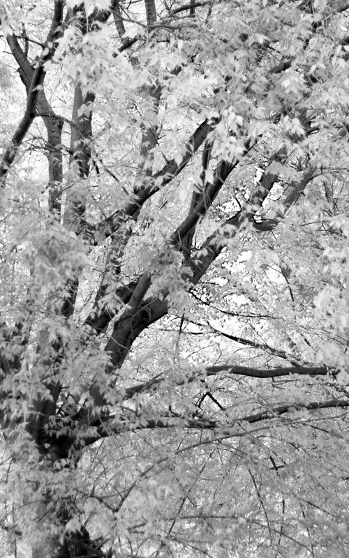 #73 Florence Nature - white tree by Mattia Paoli