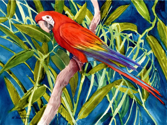 Scarlet MAcaw in the Jungle