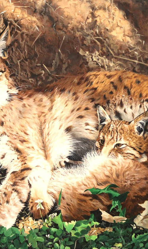 Lynx and cub by Julian Wheat