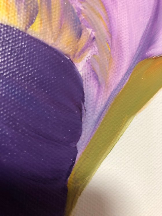 Iris flower spring, garden, botanical