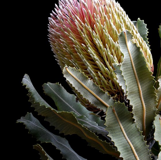 Menziesii Banksia