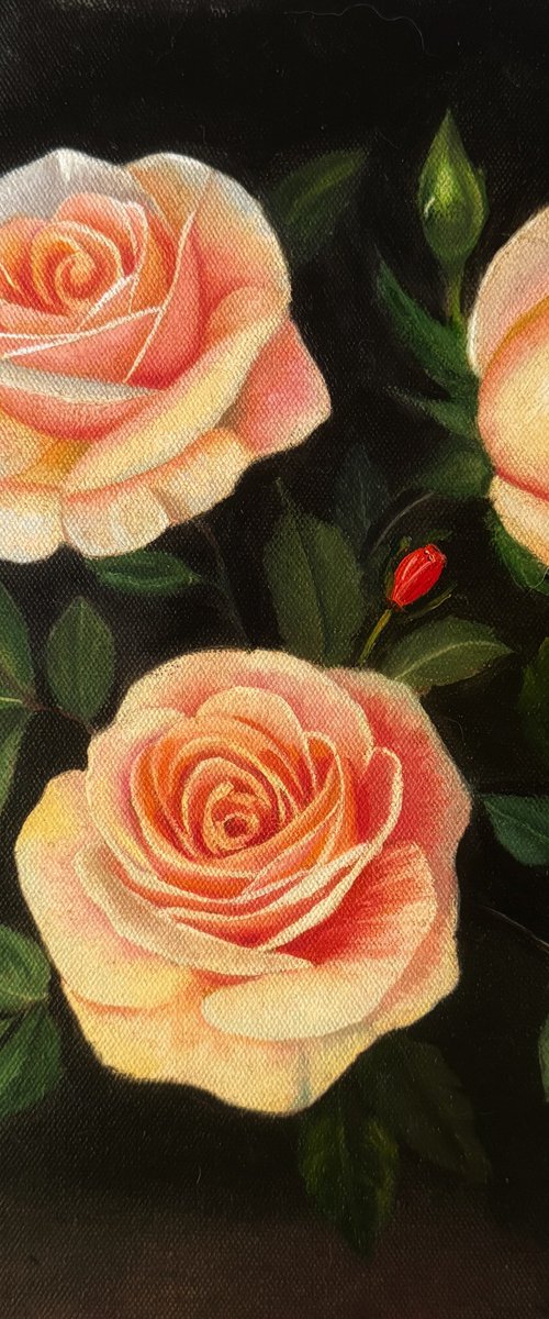 Rose Garden by Priyanka Singh