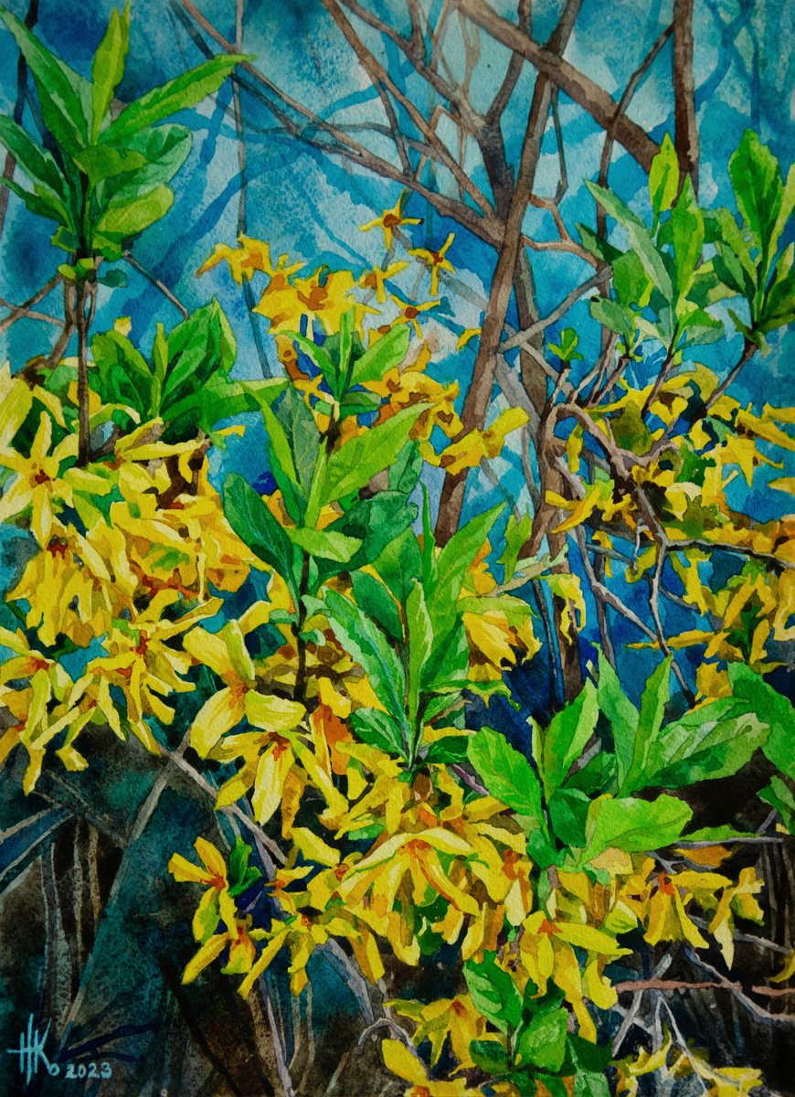 Impressionistic Botanical Watercolour By Zhanna Kondratenko, 11 X 16", Forsythia. Early Spring Blooms, Original Artwork