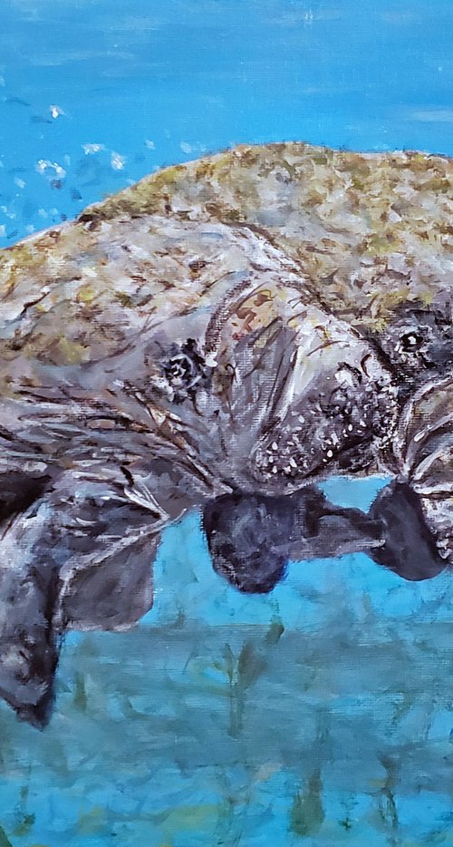 Manatees Whispering by Robbie Potter