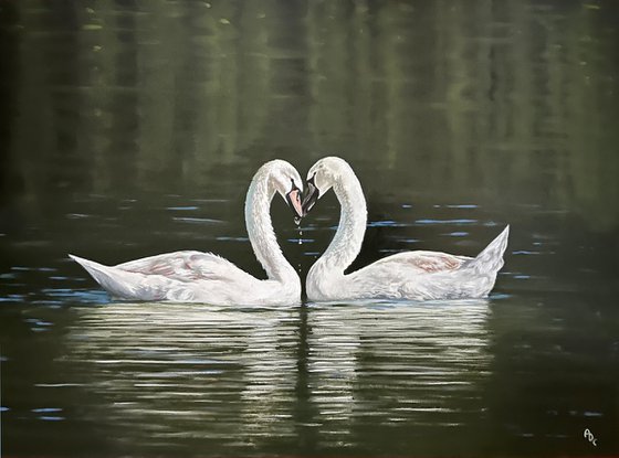 Graceful Swans in love