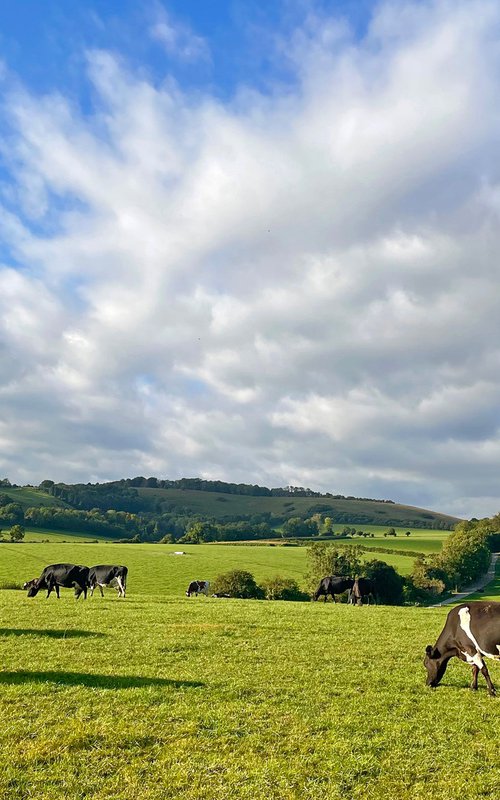 Grazing on the South Downs by Alex Cassels