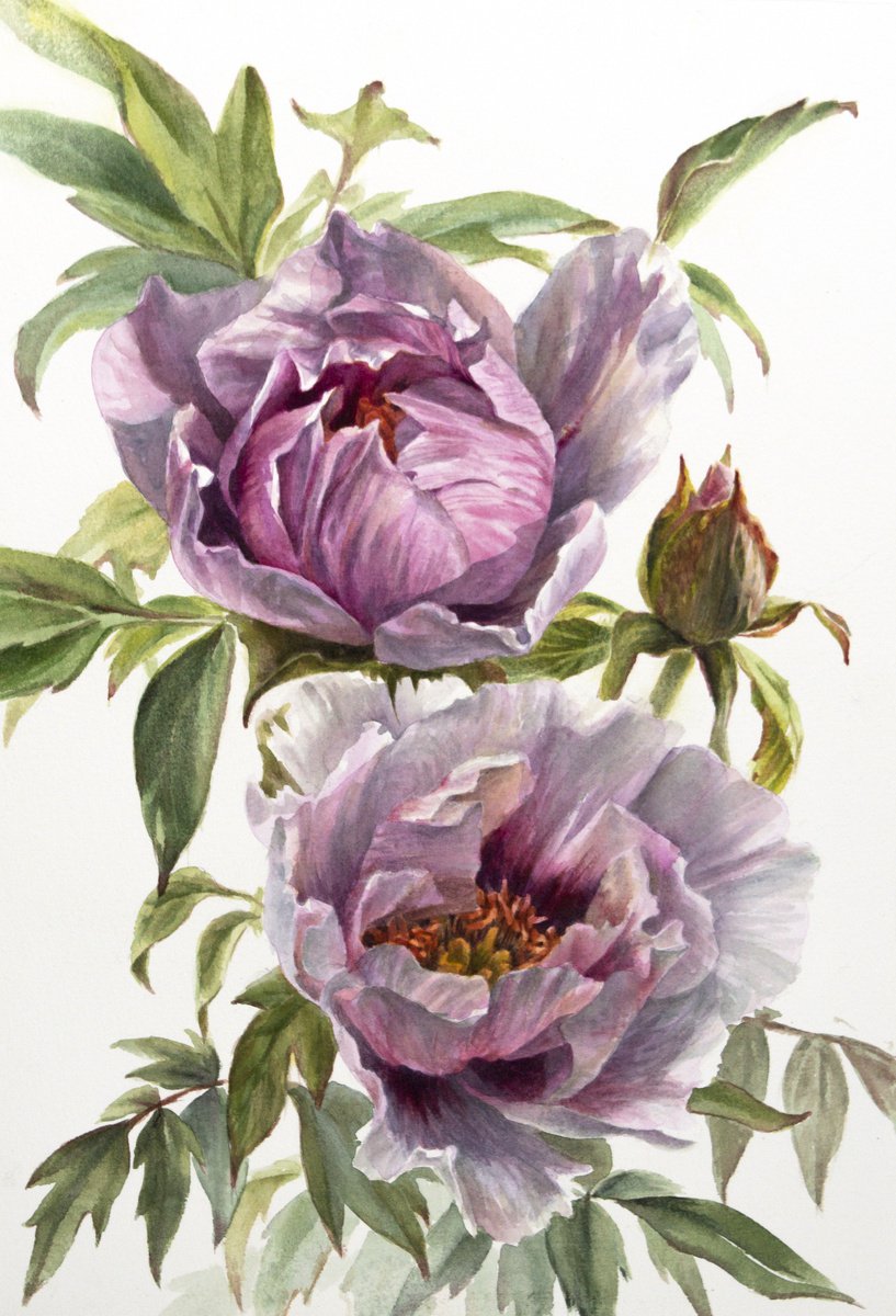 Tree peony by Lidiya Doukhnevitch