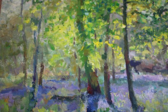 Bluebell woods at Ashridge estate