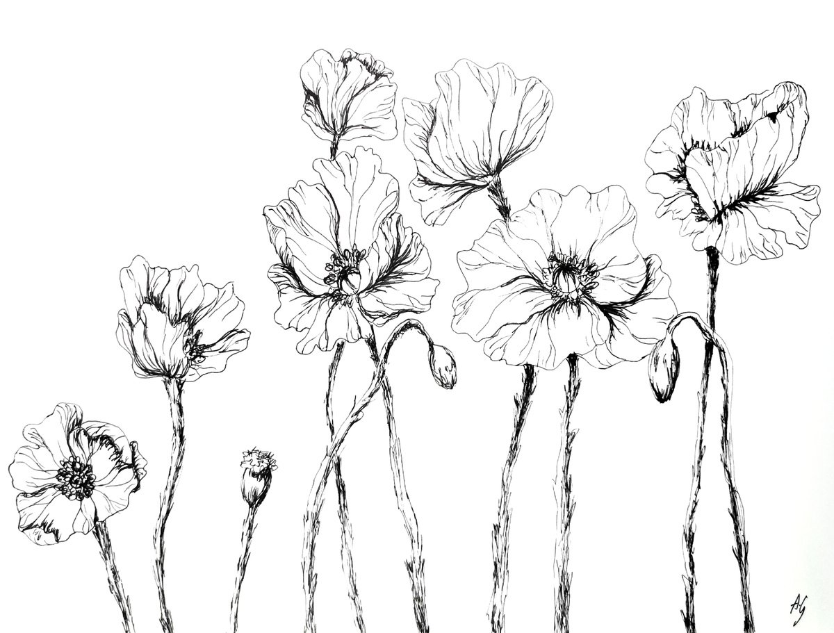 Illustrative Botanical Ink Drawing By Aneta Gajos, 13 X 9, Poppies 2, Original Artwork