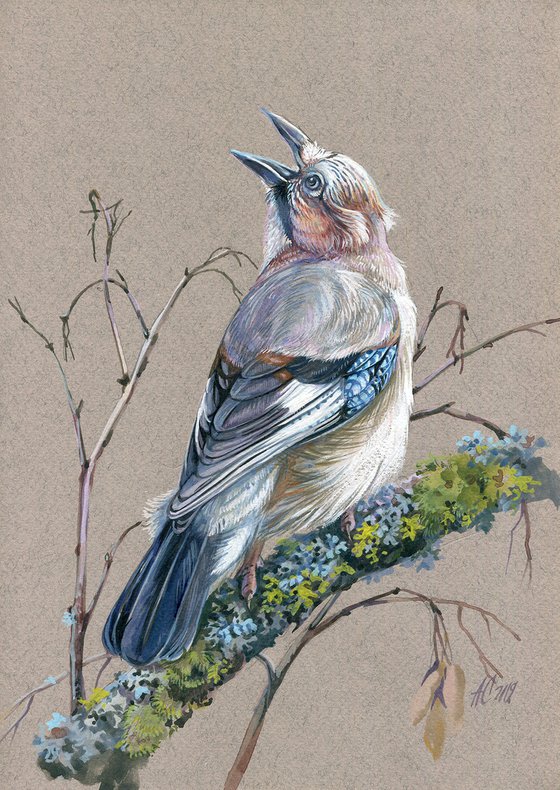 Original watercolor drawing bird "Garrulus glandarius"