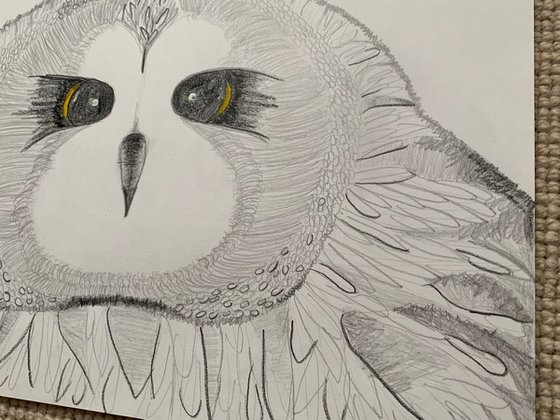 Owl Big Face / Bird Art / Animals & Birds / Animal Portrait / Owl Art / Bird  Art / Black and