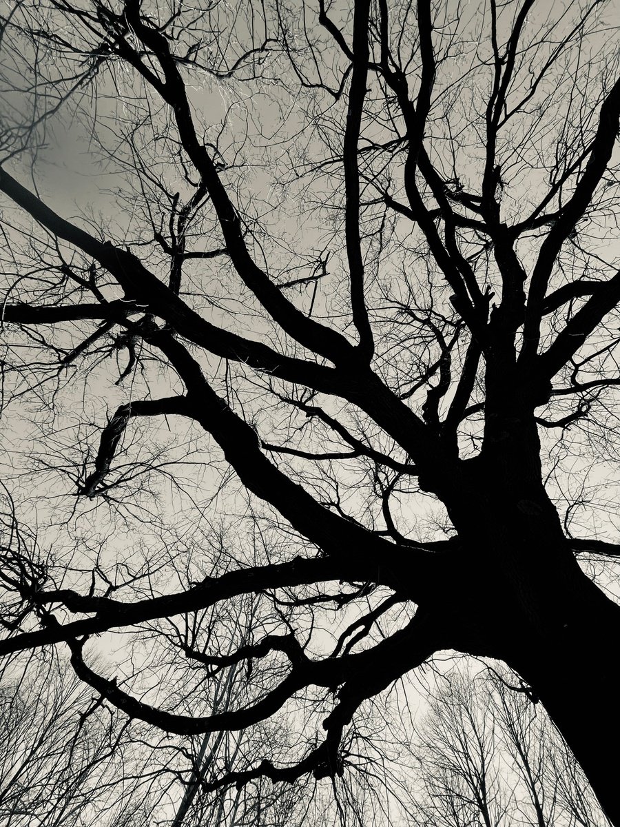 Abstract Botanical Photograph By Mattia Paoli, 39 X 59", Nt#163 Metallic Three 3, Original Artwork