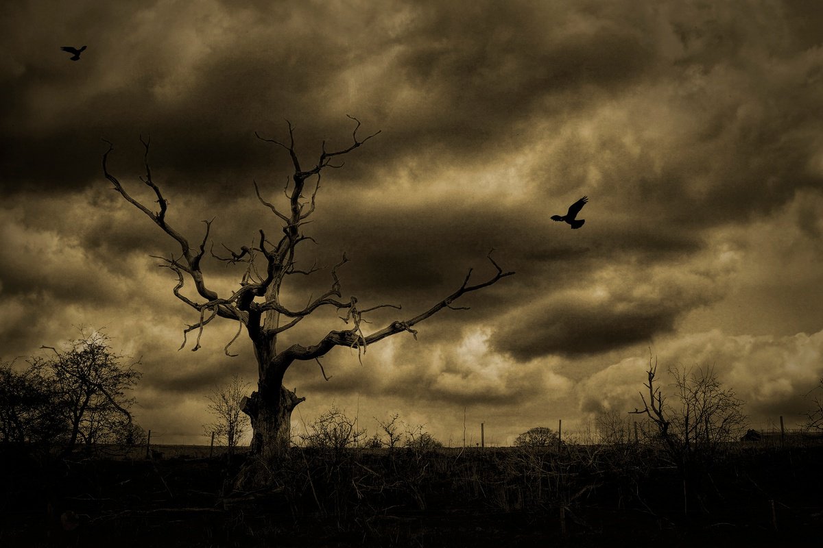 Dead Tree and Birds by Martin Fry