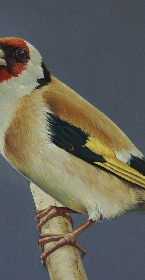 Goldfinch 2 by Marina Popkova-Sologub