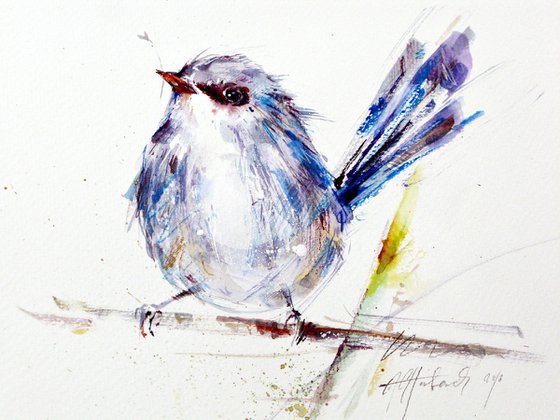 fairy wren