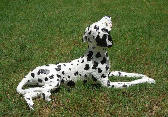 Dalmatian Dog