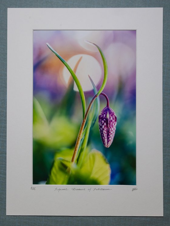 Tropical Dreams of Fritillaria