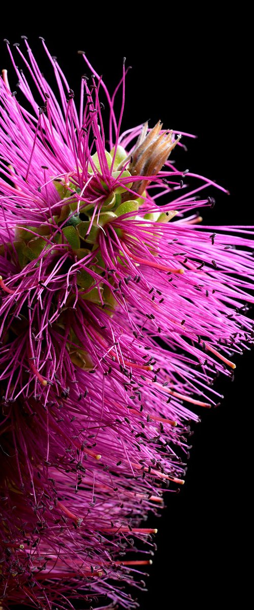 Callistemon Purple Cloud Bottlebrush by Nadia Culph