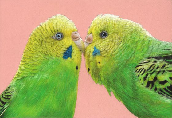 Original pastel drawing bird "Budgerigars"