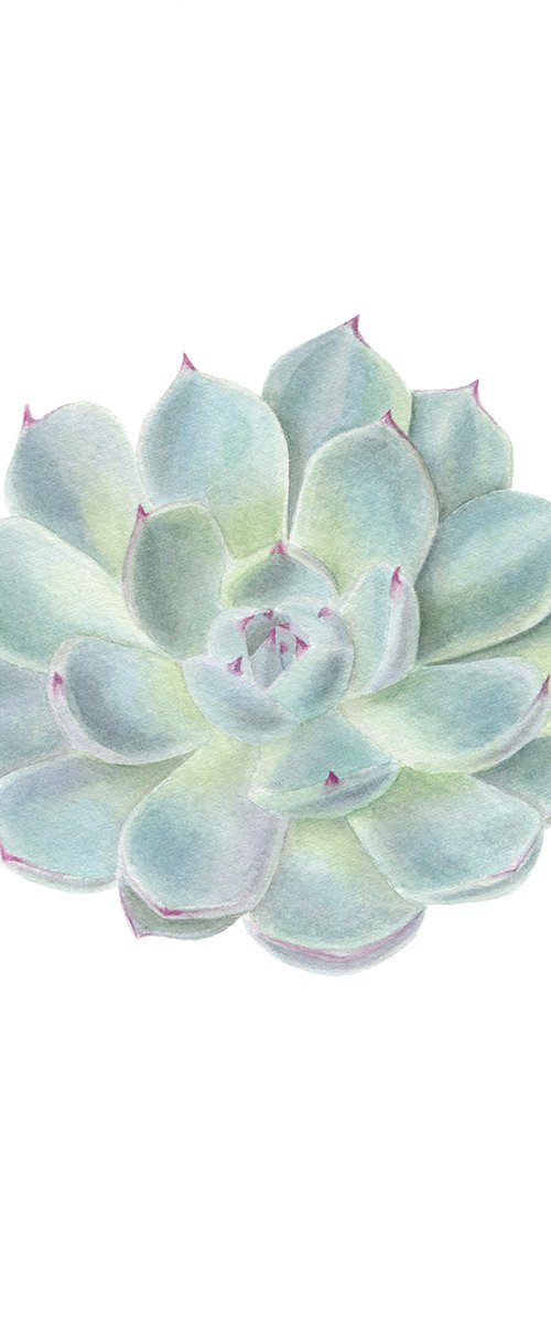 Echeveria, Succulent plant by Maryna Vozniuk