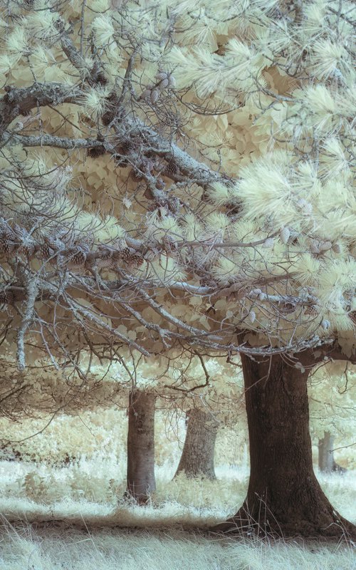 Yellow Pines by Paul Nash