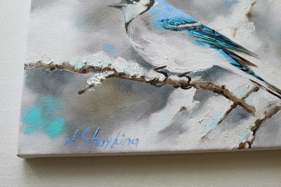 Blue Jay. Original painting oil on canvas