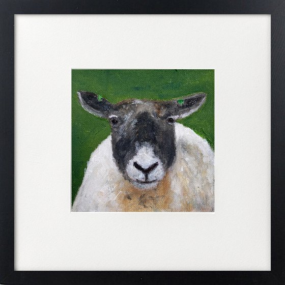 Three sheep portraits framed