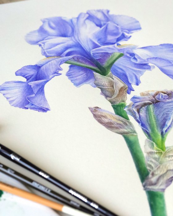 Blue Iris Front View